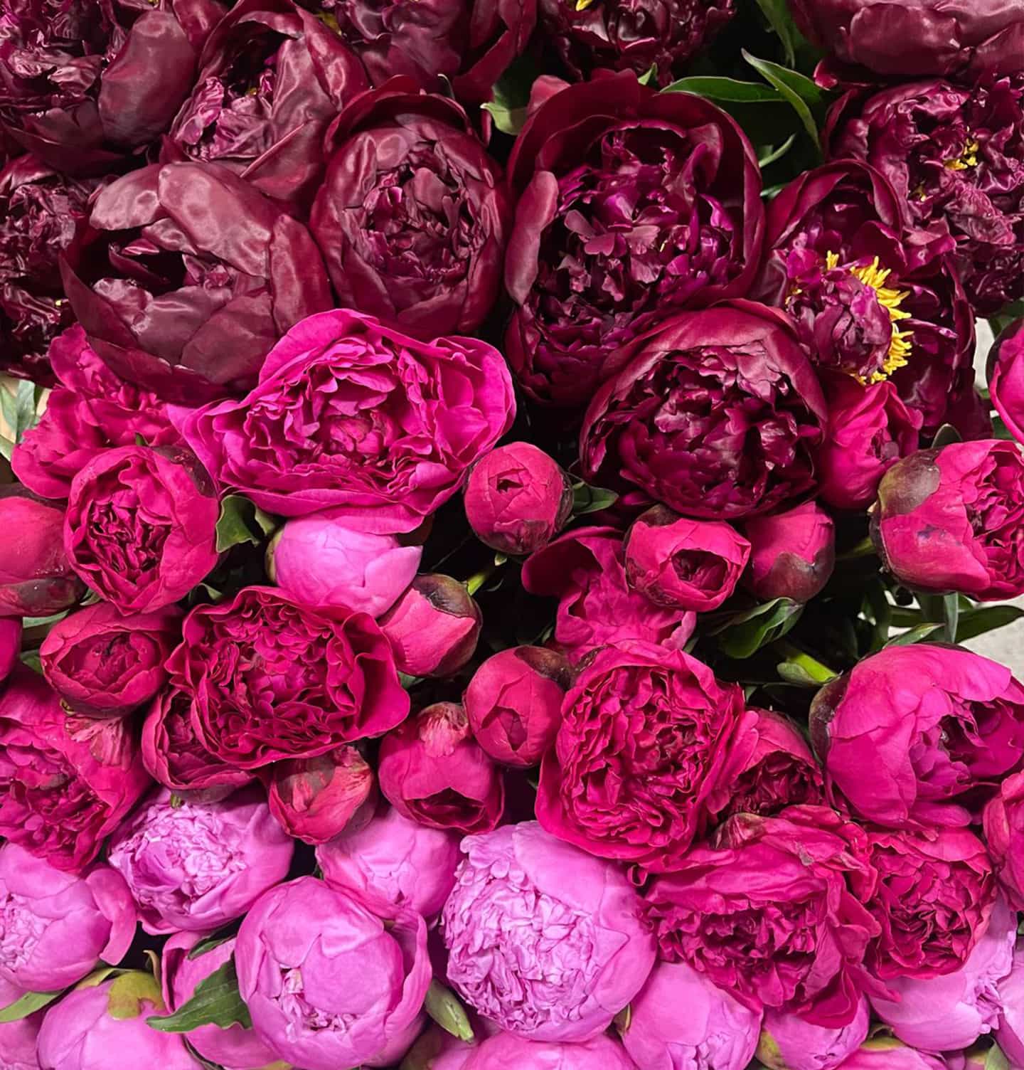 mazzo di fiori peonie fucsia rosa fiorista legnano fioraio milano flowerart matteo crugnola shop fiori